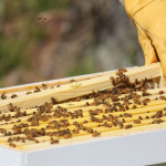 Bee Check - April 28 2013