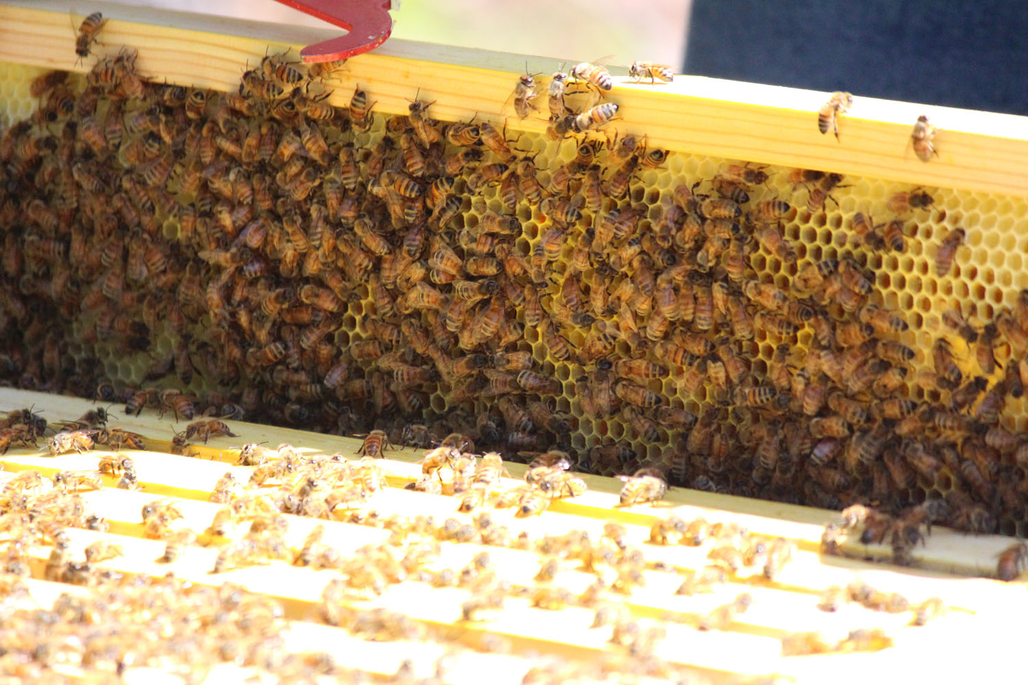 Bee Check - April 28 2013