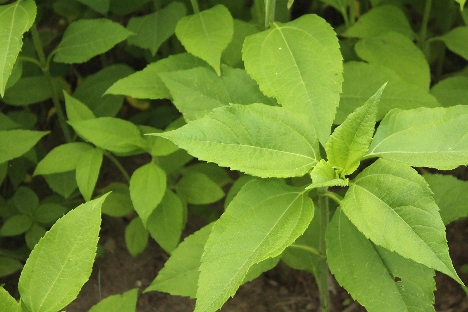 Jerusalem Artichoke