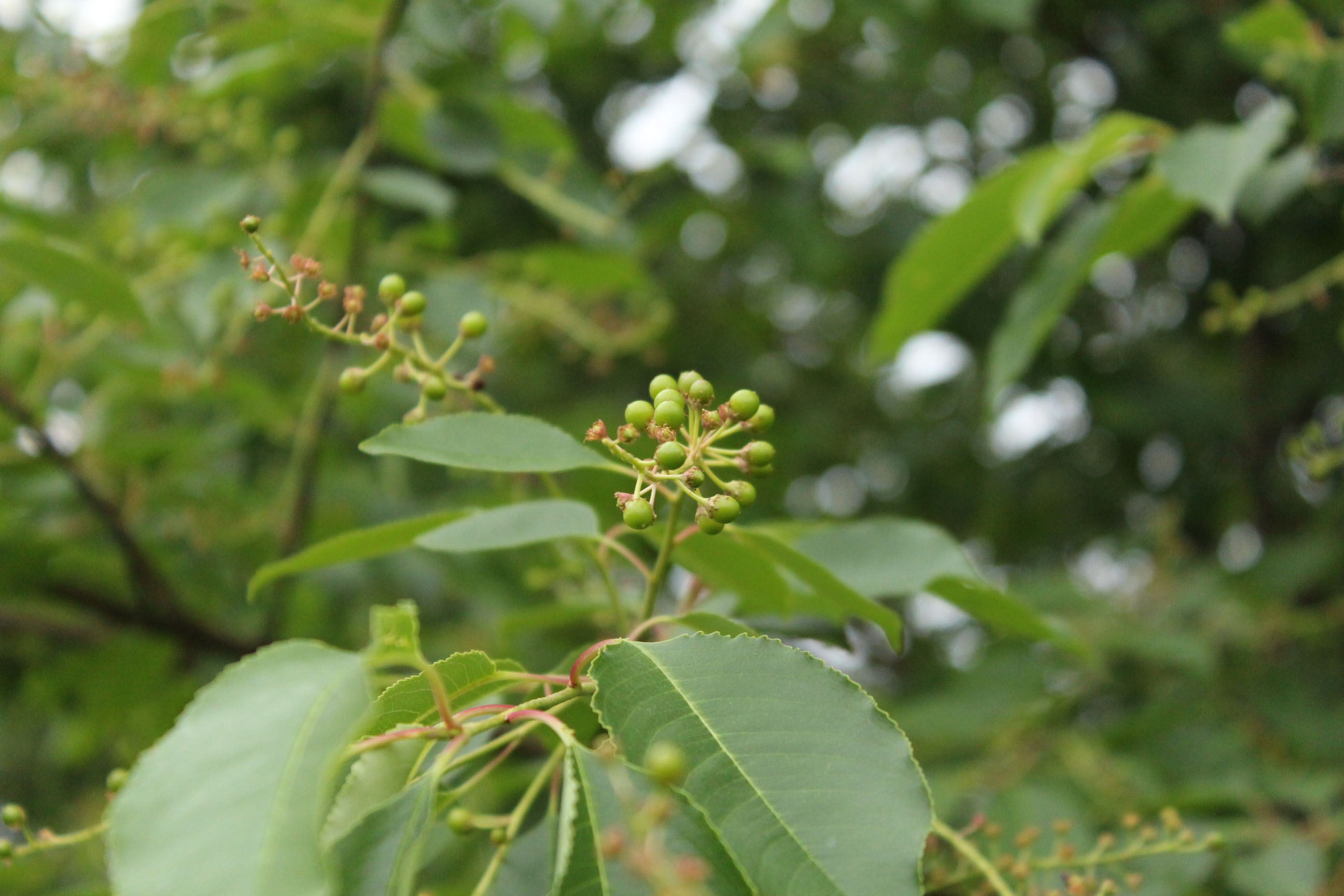 Wild Black Cherry tree