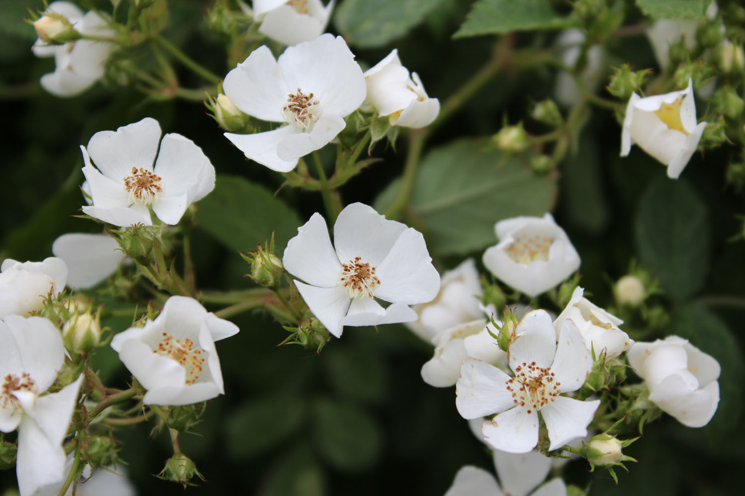 Edible Wild White Roses