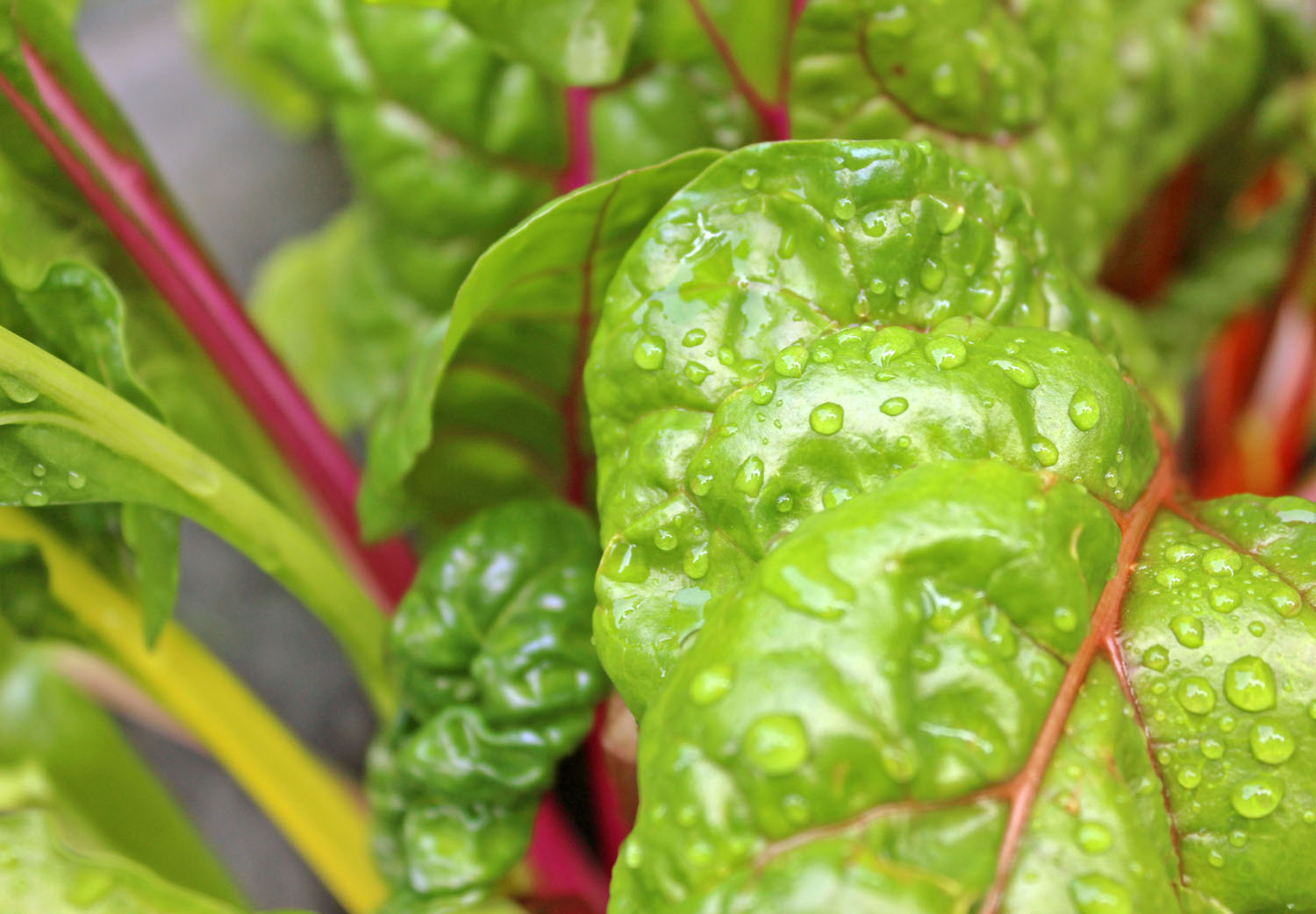 Swiss Chard & Ricotta Cups